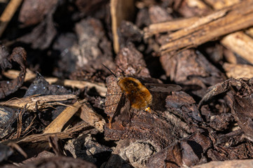 Dark-edged bee-fly, Bombylius major, laying eggs on ground tree bark. The bee-fly larva feeds on  ground dwelling bees grubs, laying eggs near the nest entrance