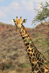 beautiful giraffe head - Namibia Africa 