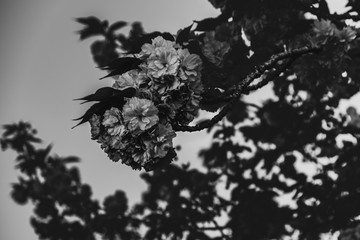 Black and white spring flowers blooming in France. Close up on a blooming flower 