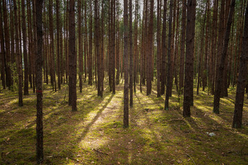 Fototapeta na wymiar A beautiful natural forest in the Knyszyńska Forest
