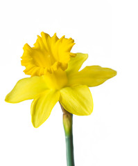 Beautiful yellow daffodil isolated on white background. Close up © stsvirkun
