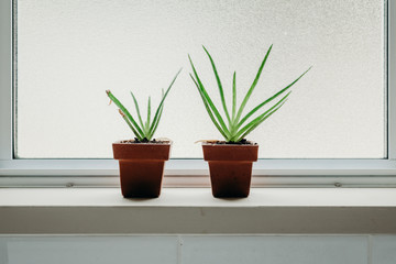 Aloe vera plants in bathroom. Background with free space.