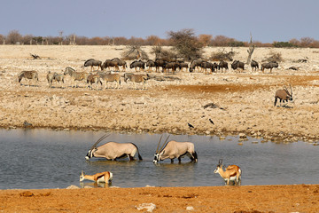 Fototapeta na wymiar Gemsbok (Oryx gazella) at the waterhole - Namibia Africa 