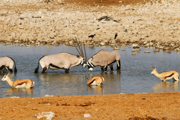 Gemsbok (Oryx gazella) at the waterhole - Namibia Africa 