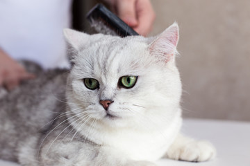 Cat grooming. Combing the hair of a beautiful british kitten. Care for animals. Salon and vet clinic of pets.