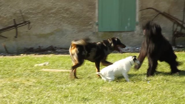 Sheepdogs domestic garden puppy playing together