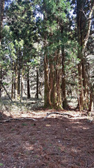 숲과 나무가 있는 풍경