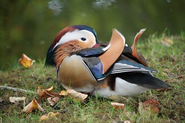 Canard mandarin