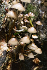 Bunch of wild mushrooms growing on wet tree trunk in a forest
