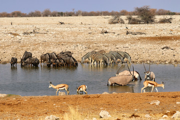 Fototapeta na wymiar Gemsbok (Oryx gazella) at the waterhole - Namibia Africa 