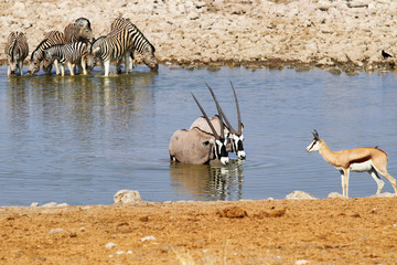 Gemsbok (Oryx gazella) at the waterhole - Namibia Africa 