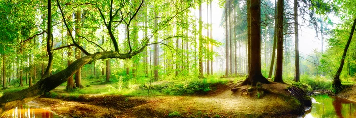 Papier Peint photo Vert-citron   Panorama vom Wald im Frühling mit heller Sonne, die durch die Bäume strahlt  