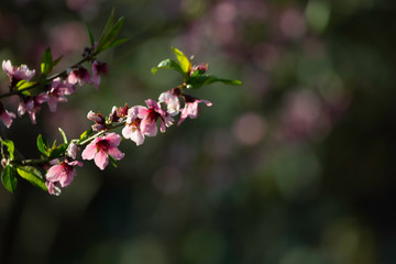 beautiful background consisting of flowers