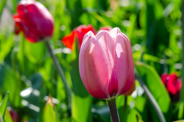 Naklejka premium Tulpe im Frühjahr