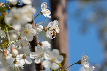 Un'ape raccoglie nettare e polline da fiori di ciliegio in primavera
