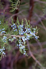 Blooming green arborvitae