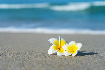 frangipani flower on the beach against the background of the sea. Holidays in the tropics. Calm and relaxation by the sea concept