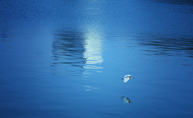 The Bare lake - Colombo