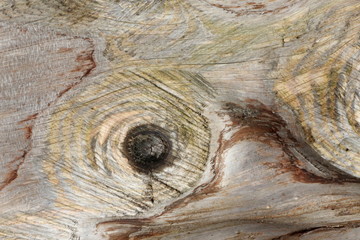 Bois blanc sans son écorce