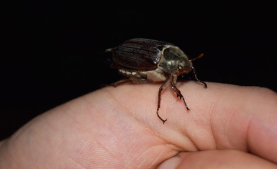 a beetle stands on the finger
