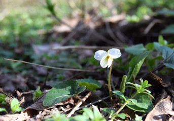 a white flower in the spring