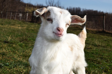 baby goat on the spring grass
