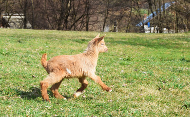 baby goat running on the spring grass