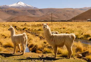 Lama sur l'altiplano - obrazy, fototapety, plakaty