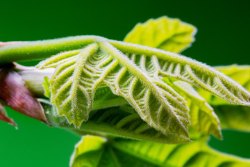 small fig leaf - close up