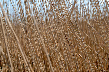 Fototapeta premium Nahaufnahme von Salzgras