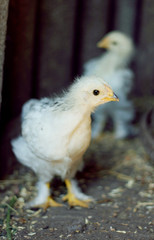 Portrait of a little curious chicken in a chicken coop
