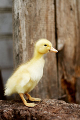 Portrait of a cute yellow duckling. Domestic bird