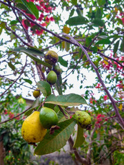 green apple on tree