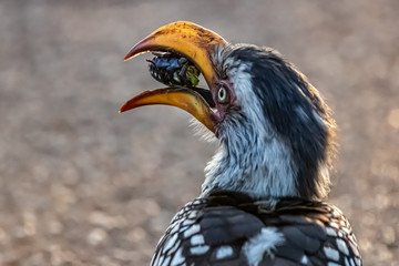 Close up of a Southern Hornbill eating a bug