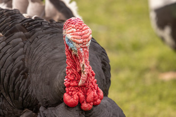 Fototapeta na wymiar turkey on the farm