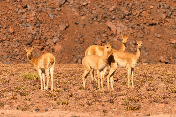 Vigognes sur l'altiplano