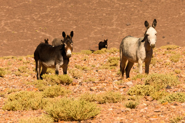 Ânes sauvages de l'altiplano andin