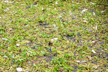 Obraz premium polluted river