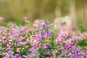 Pink flower natural color background
