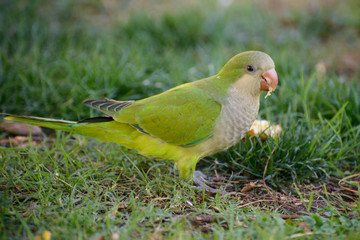 green parrot bird on the grass
