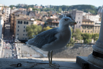 O Roma!