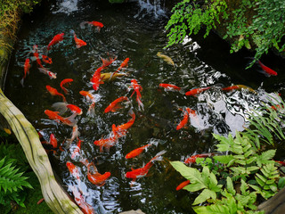 Obraz na płótnie Canvas Set of golden fish swimming in pond