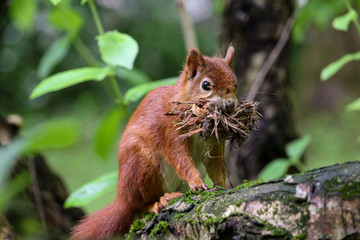 Eichhörnchen 2