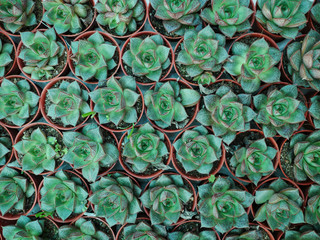 Close up cactus flower in garden © ducksmallfoto