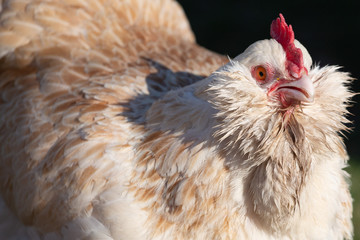 Favorelles chicken half view wet and angry
