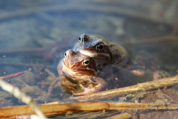 Krycie, gody żab w okresie wiosennym, para żab zwyczajnych, w wodzie w Polsce. - obrazy, fototapety, plakaty
