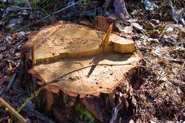 stump felled tree