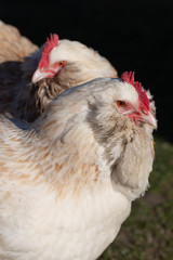 Favorelles chicken portret mode half view together