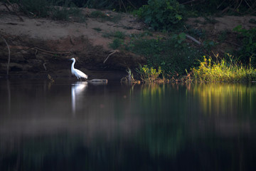 Egret by the river