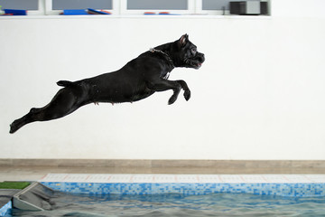 A dog jumps from a springboard into a pool